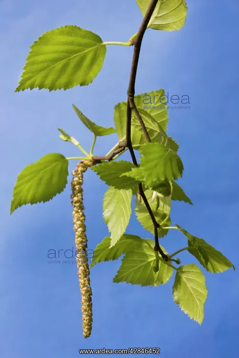: Birch Tree - leaves and catkins : Birch Tree - leaves and catkins
