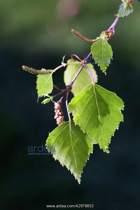 : Birch Tree - leaves and catkins in spring : Birch Tree - leaves and catkins in spring