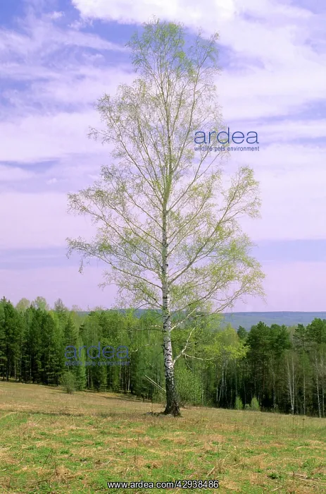  : Birch Tree - Near river Serga, near Ekaterinburg