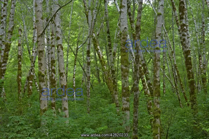 : Birch Trees : Birch Trees