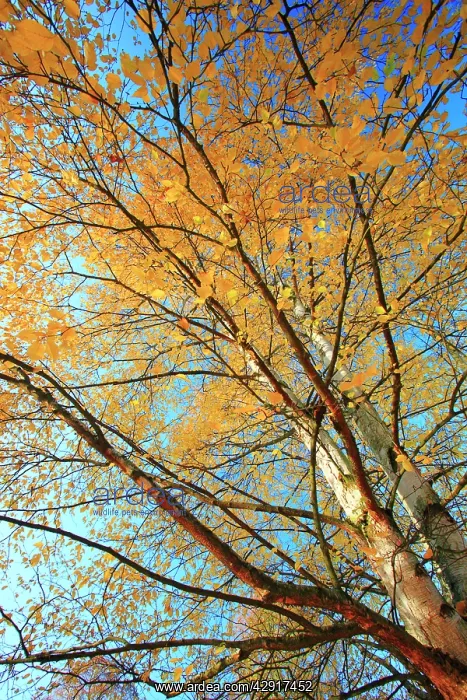 : Birch Trees - in autumn colour : Birch Trees - in autumn colour