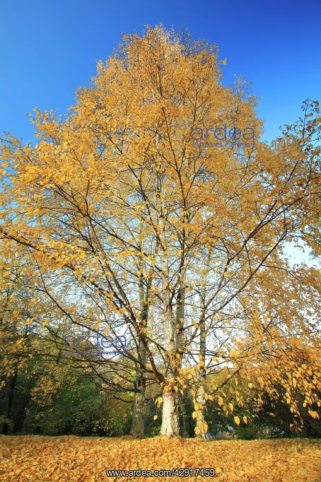 : Birch Trees - in autumn colour : Birch Trees - in autumn colour