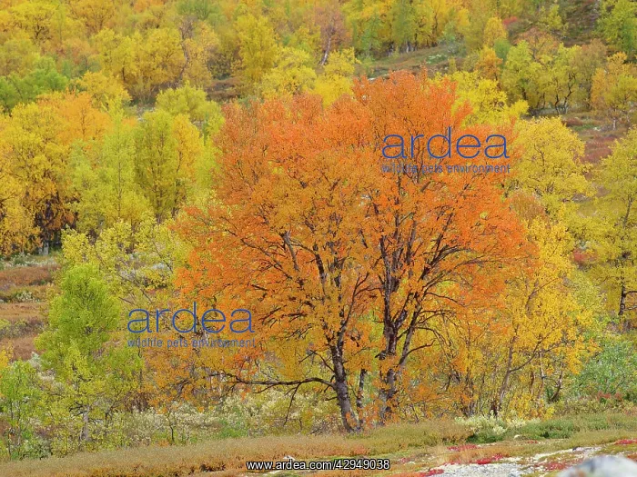 : Birch trees in autumn colour : Birch trees in autumn colour