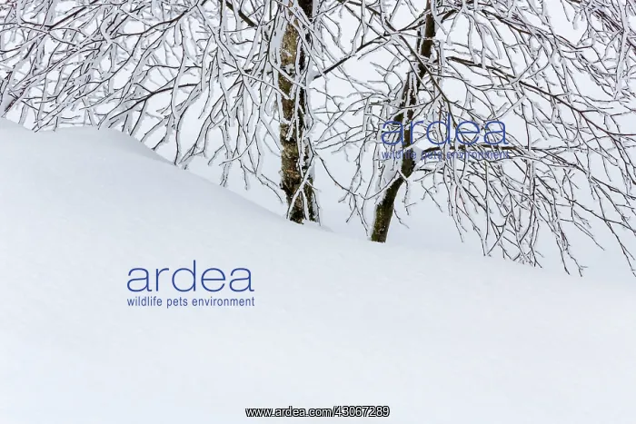 : Birch trees (Betula sp) covered in snow : Birch trees (Betula sp) covered in snow