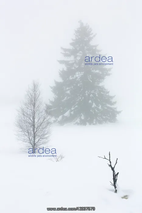 : Birch trees (Betula sp) and Pine trees (Pinus sp) in snowy and foggy landscape : Birch trees (Betula sp) and Pine trees (Pinus sp) in snowy and foggy landscape