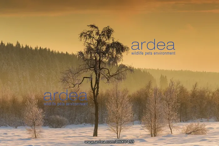: Birch trees (Betula sp) in snowy landscape at sunset : Birch trees (Betula sp) in snowy landscape at sunset