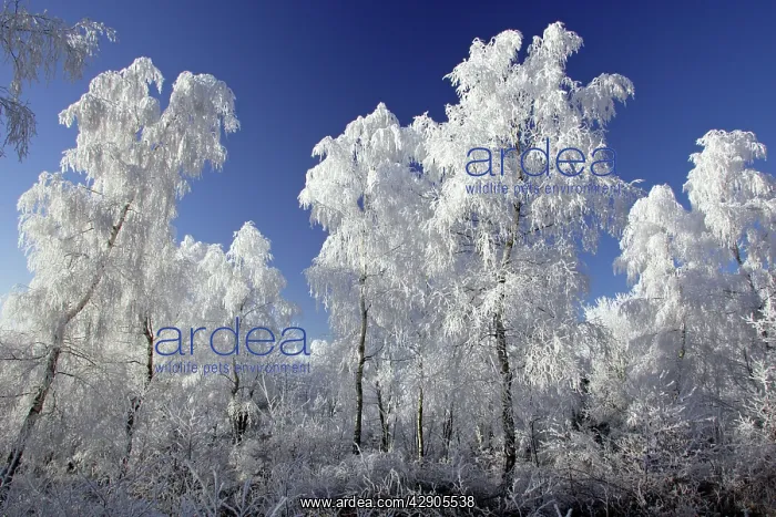 : Birch Trees - Covered with snow and frost in winter : Birch Trees - Covered with snow and frost in winter