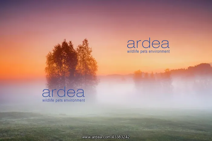 : Birch trees in the Rothenthurm upland moor at sunrise : Birch trees in the Rothenthurm upland moor at sunrise