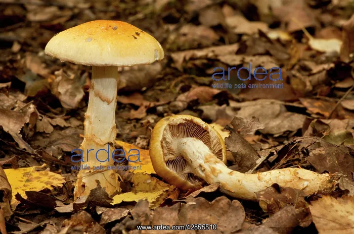 : Birch Webcap - under birch trees : Birch Webcap - under birch trees
