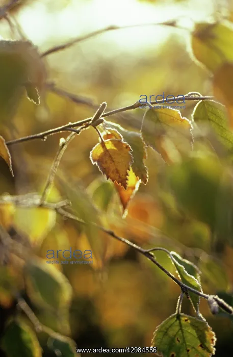 : Birch, Weeping birch, Betula pendula : Birch, Weeping birch, Betula pendula