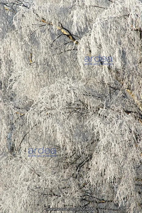 : Birch, Weeping birch, Betula pendula : Birch, Weeping birch, Betula pendula
