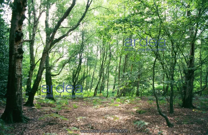  : BIRCH WOODLAND - in summer