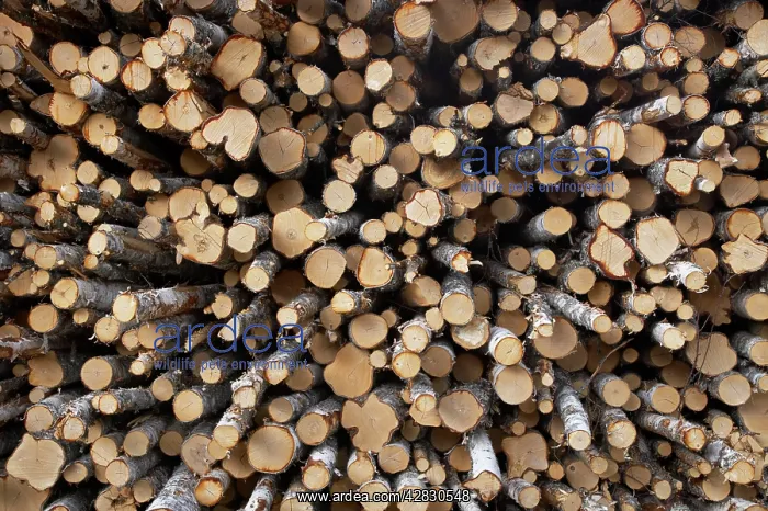 : Birch Woodpile : Birch Woodpile