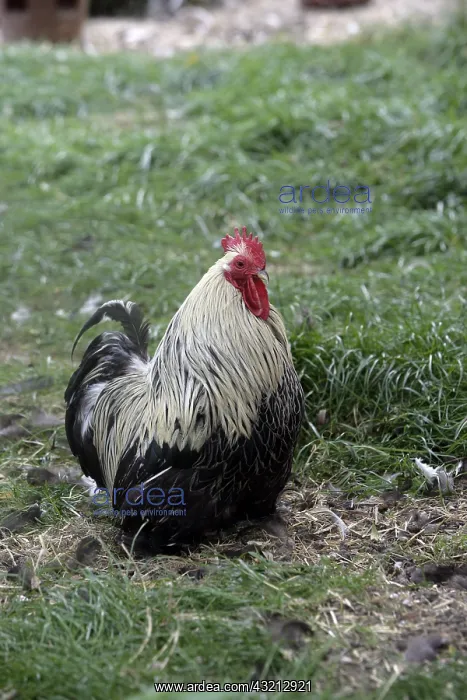 : Birchen Bantam de Pekin cock Warwickshire : Birchen Bantam de Pekin cock Warwickshire