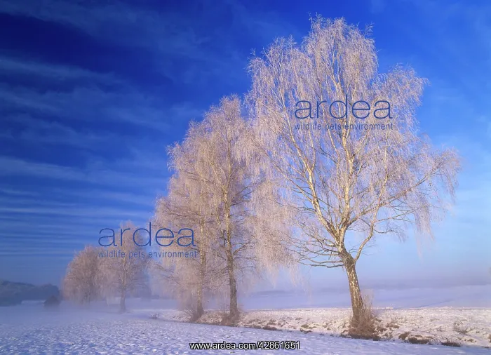 : Birches, several frost covered birch trees in winter : Birches, several frost covered birch trees in winter