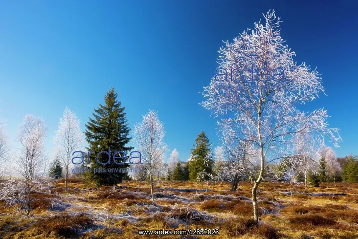 : Birches - with hoar frost in a bog in the Haut : Birches - with hoar frost in a bog in the Haut