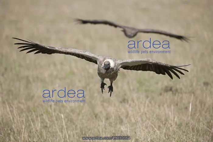 : BIRD. African White-backed vulture, masai mara, kenya : BIRD. African White-backed vulture, masai mara, kenya