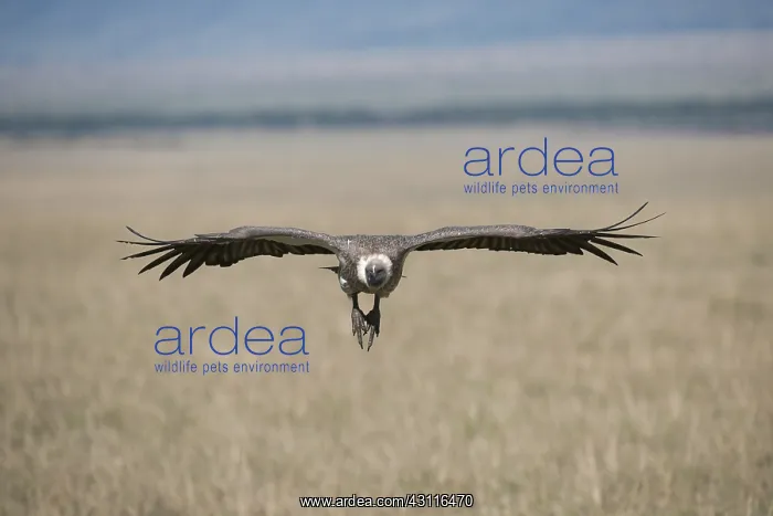 : BIRD. African White-backed vulture, masai mara, kenya : BIRD. African White-backed vulture, masai mara, kenya