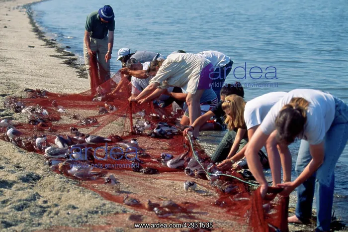 : Bird Banding - removing shorebirds from canon net : Bird Banding - removing shorebirds from canon net