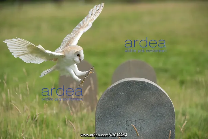 : BIRD Barn Owl in flight with head stones : BIRD Barn Owl in flight with head stones
