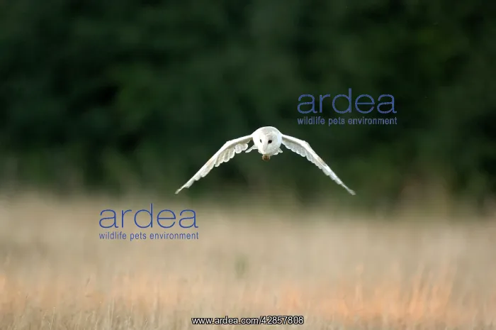 : Bird - Barn owl flying : Bird - Barn owl flying