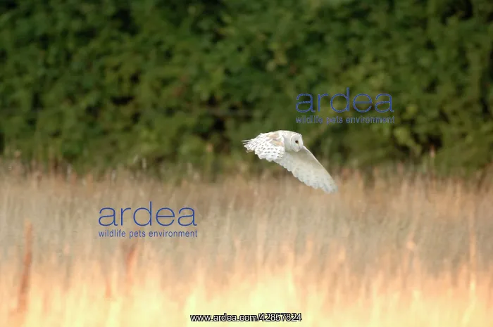 : Bird - Barn owl flying : Bird - Barn owl flying