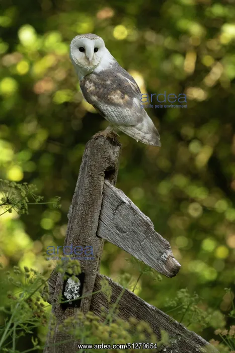 : BIRD. Barn owl. sitting on an old sign post : BIRD. Barn owl. sitting on an old sign post