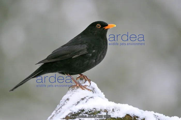 : BIRD. Blackbird (male) : BIRD. Blackbird (male)