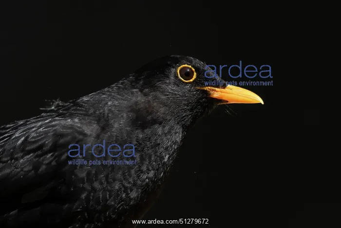 : BIRD, Blackbird, male, on a blck background : BIRD, Blackbird, male, on a blck background