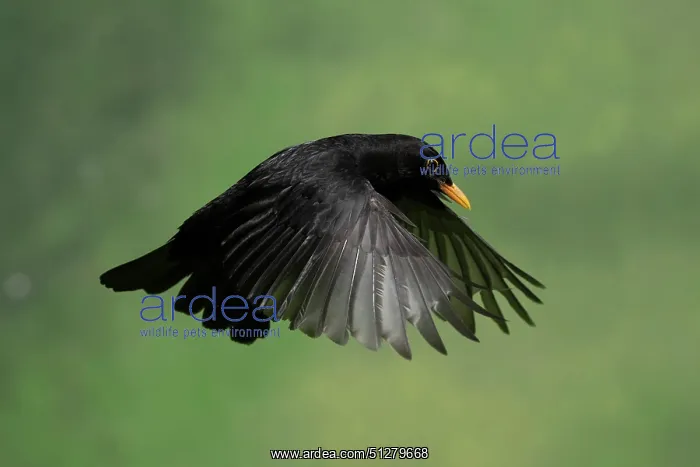 : BIRD, Blackbird, male in flight : BIRD, Blackbird, male in flight