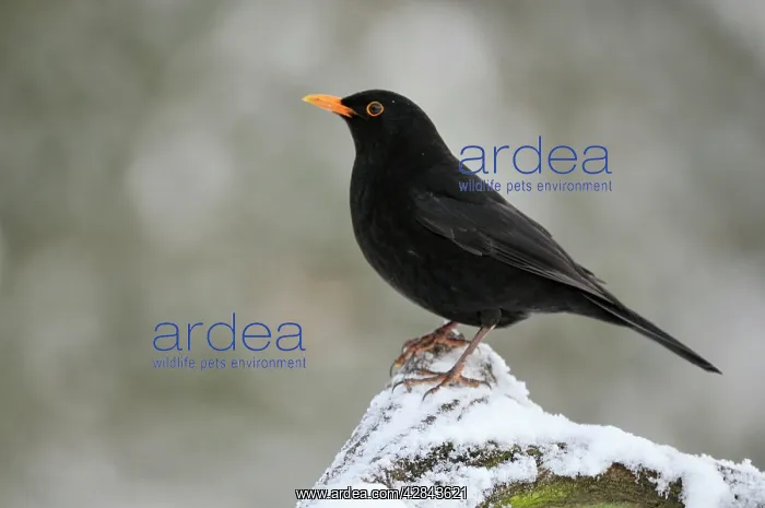 : BIRD. Blackbird (male) in snow : BIRD. Blackbird (male) in snow