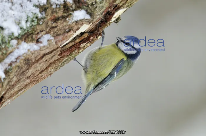: BIRD. Blue tit : BIRD. Blue tit
