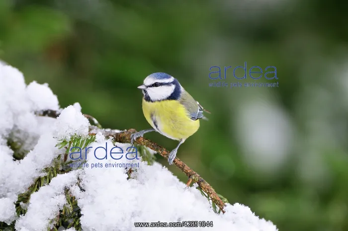  : BIRD. Blue tit