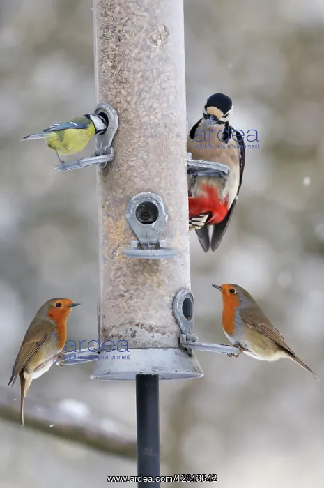 : BIRD. Blue tit, Great spotted woodpecker (Dendrocopus : BIRD. Blue tit, Great spotted woodpecker (Dendrocopus