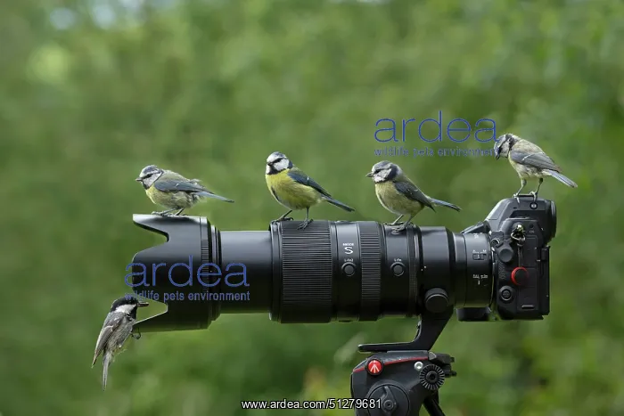 : BIRD. Blue tits and a coal tit sitting on a camera lens : BIRD. Blue tits and a coal tit sitting on a camera lens