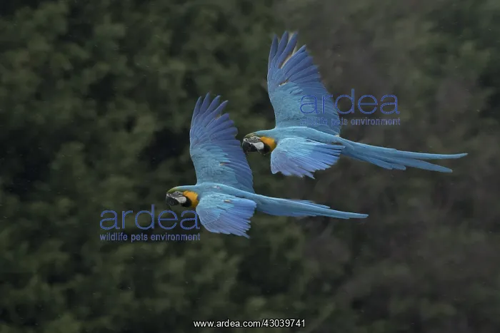  : BIRD. Blue & Yellow Macaws in flight BIRD. Blue