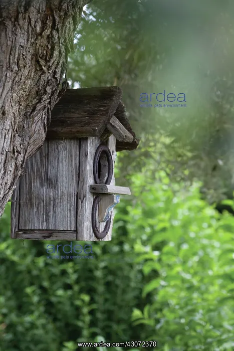 : Bird box : Bird box
