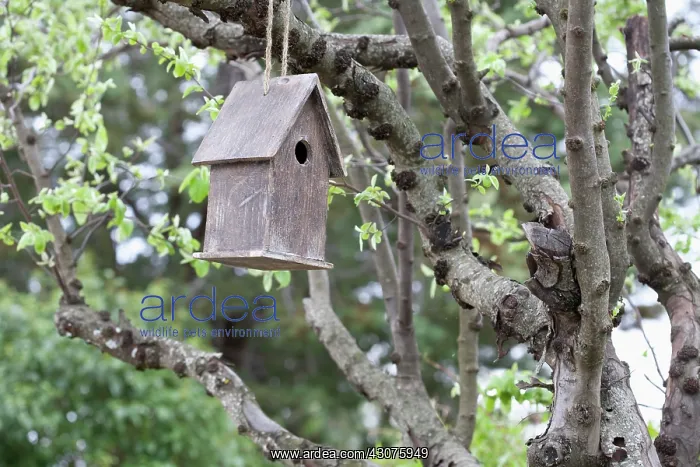 : Bird box : Bird box