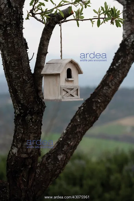 : Bird box : Bird box
