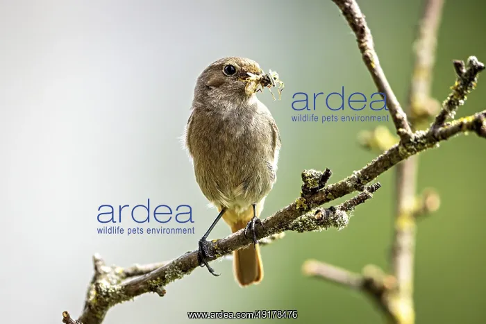 : Bird on a branch with an insect in its beak in a natural environment : Bird on a branch with an insect in its beak in a natural environment