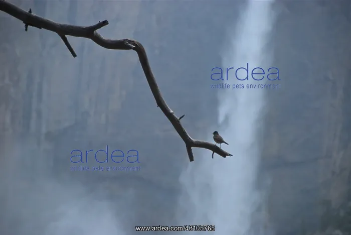: Bird on Branch and Yosemite Falls : Bird on Branch and Yosemite Falls