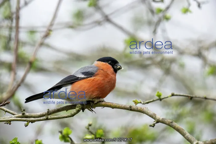 : BIRD. Bullfinch, male eating buds in a tree : BIRD. Bullfinch, male eating buds in a tree