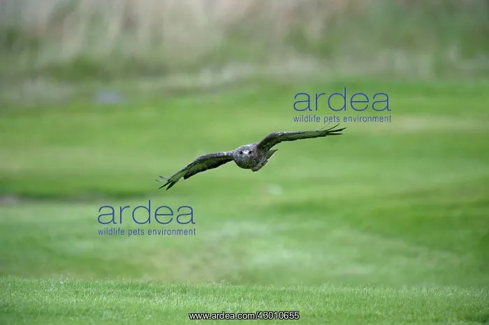 : BIRD Buzzard : BIRD Buzzard