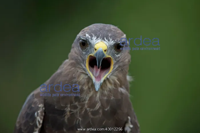 : BIRD Buzzard : BIRD Buzzard