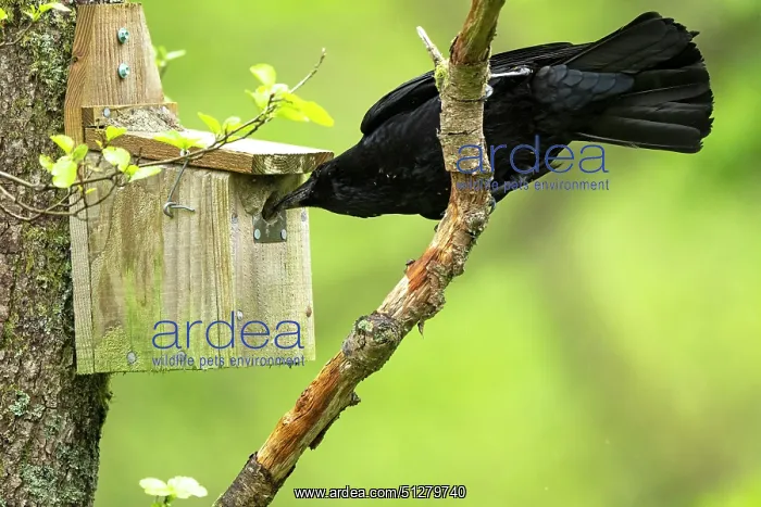 : BIRD. Carrion Crow trying to get chicks from a nest hole ( Nuthatch ) UK : BIRD. Carrion Crow trying to get chicks from a nest hole ( Nuthatch ) UK