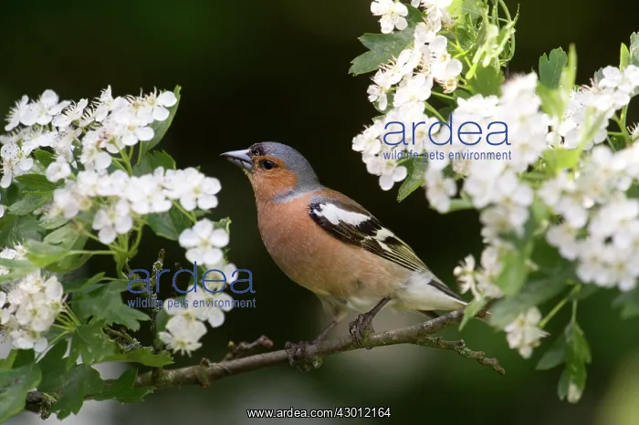 : BIRD Chaffinch. in may blossom : BIRD Chaffinch. in may blossom