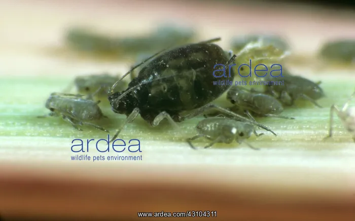 : Bird cherry aphid bearing young : Bird cherry aphid bearing young