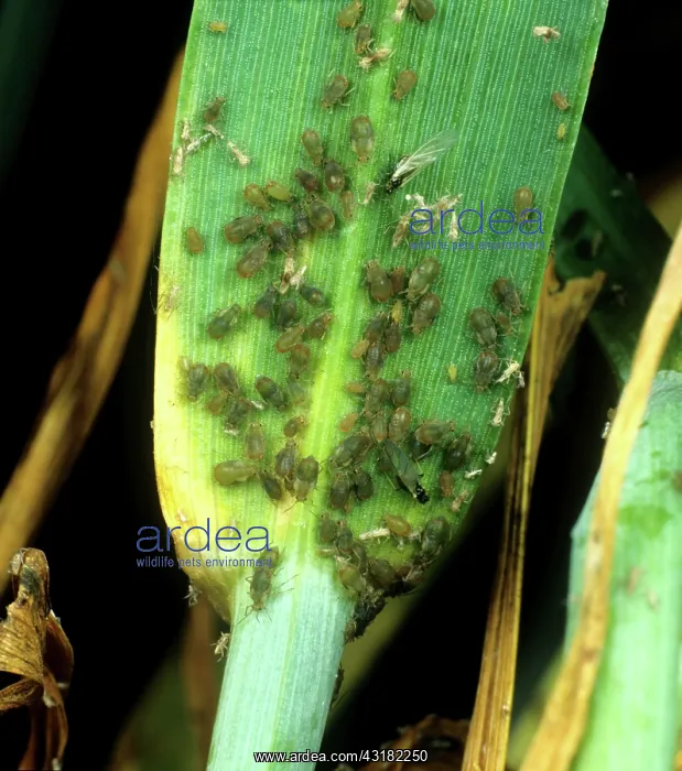 : Bird-cherry aphid infestation : Bird-cherry aphid infestation