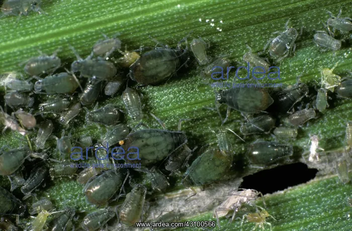 : Bird-cherry aphids (Rhopalosiphum padi) : Bird-cherry aphids (Rhopalosiphum padi)