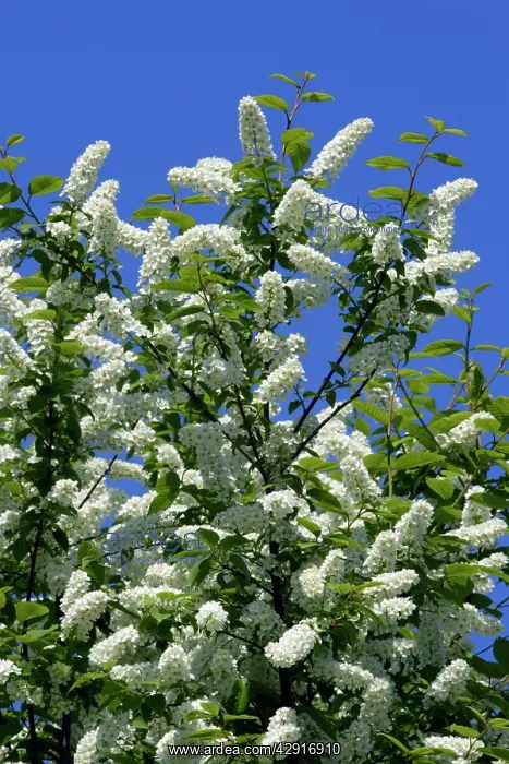 : Bird Cherry Blossom : Bird Cherry Blossom